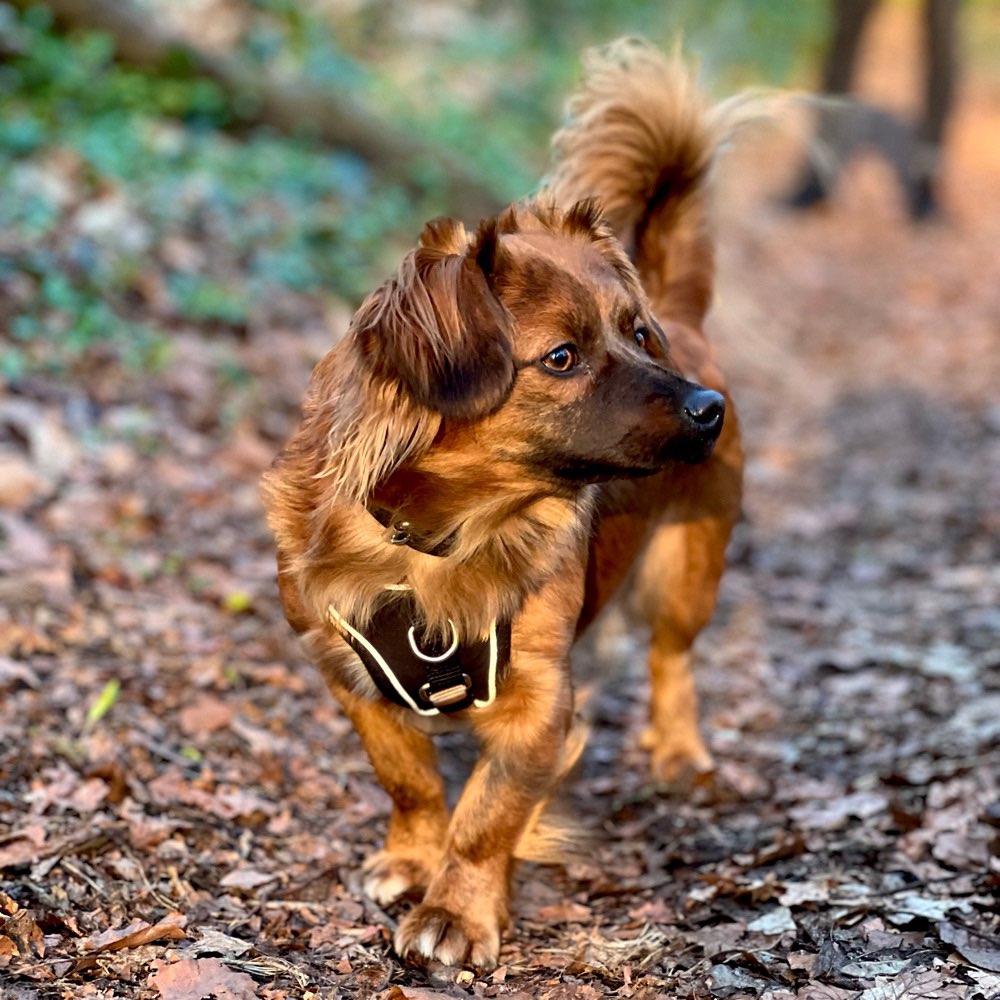 Hundetreffen-Spielrunde & Spaziergänge 🐶-Profilbild