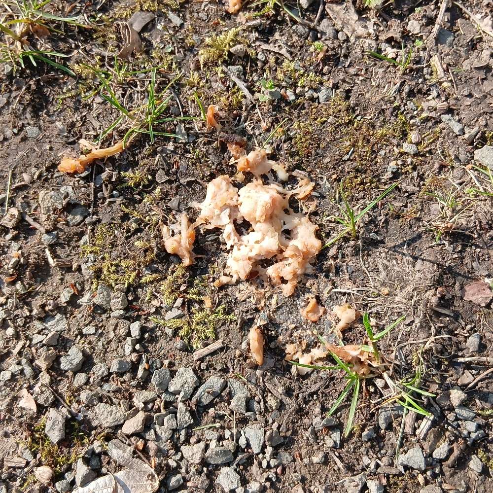 Giftköder-Giftköder-Profilbild