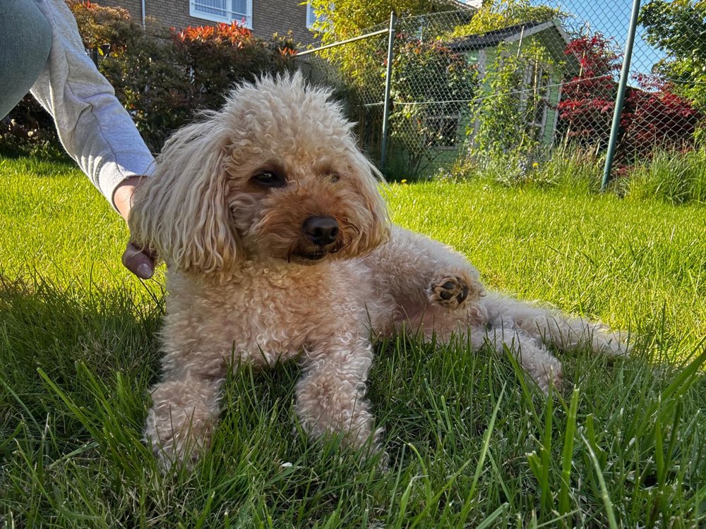 Hundetreffen-Kleine Hundefreunde für Toy Pudel gesucht-Profilbild