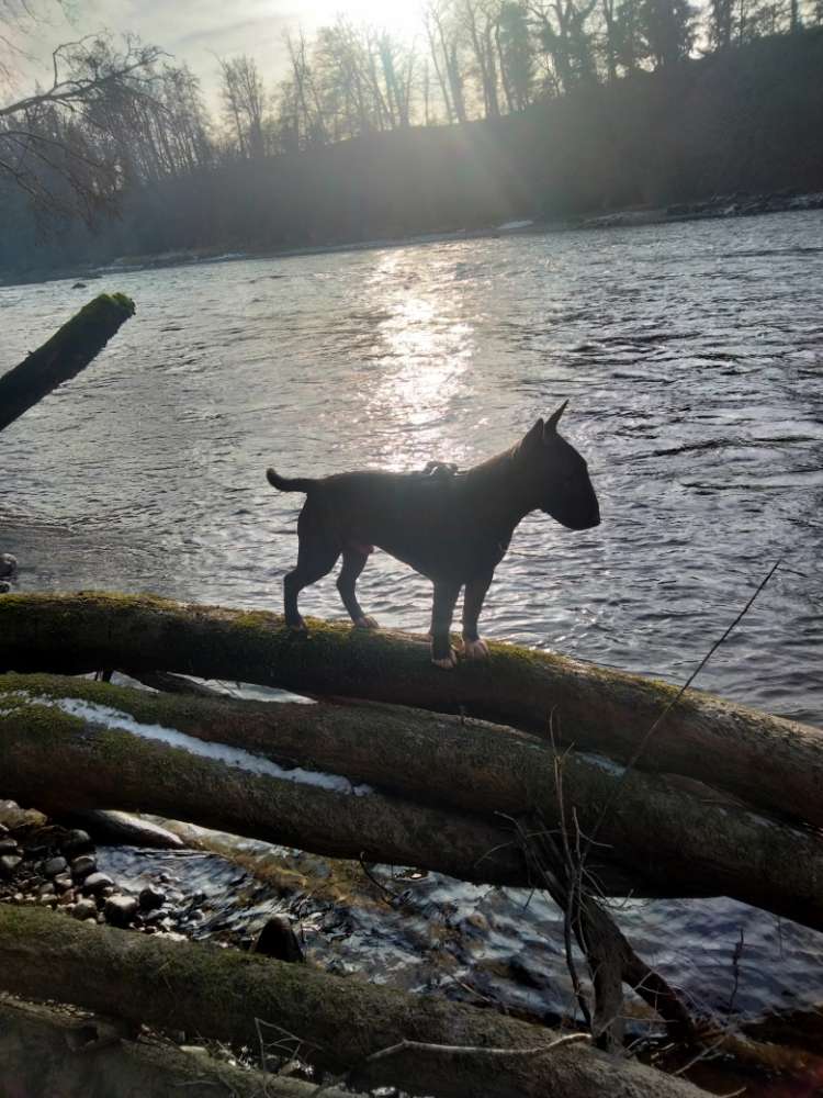 Hundetreffen-Gassirunde mit allem was sich ergibt-Profilbild