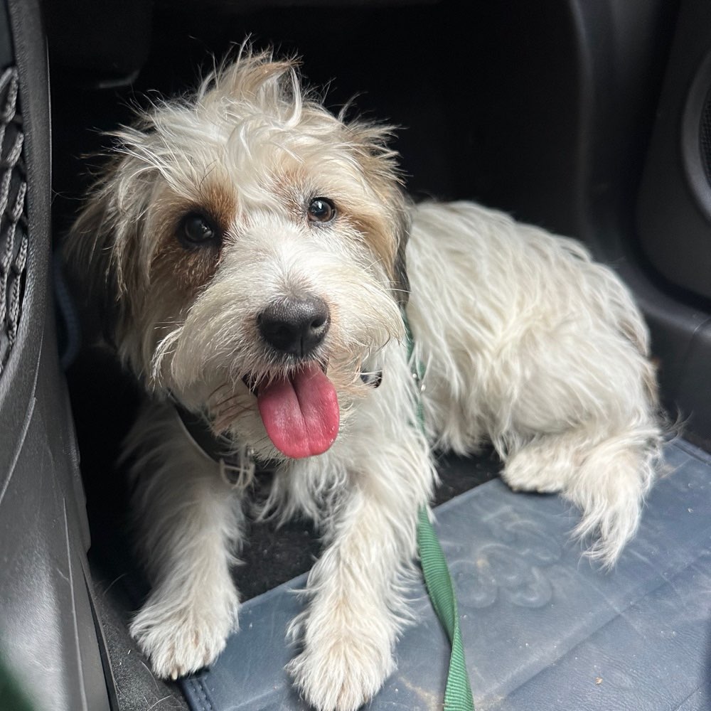 Hundetreffen-Suche zukünftigen Freund und Trainingsbuddy für Willi-Profilbild