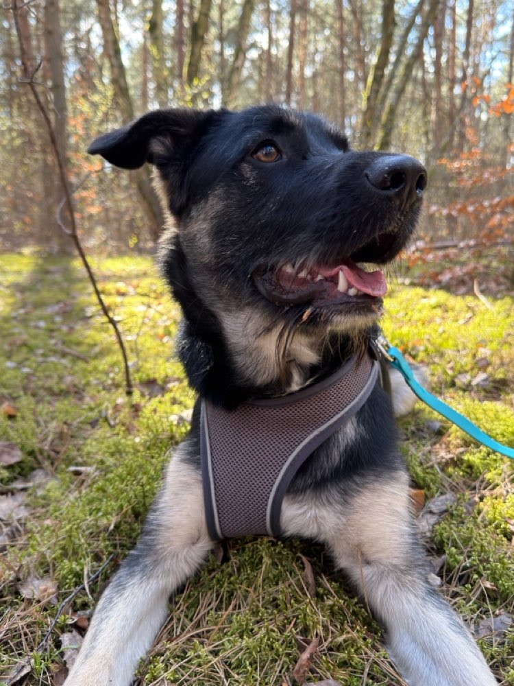 Hundetreffen-Gassi Runde Ahrensfelder Berge ⛰️❤️-Profilbild