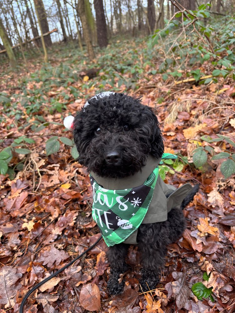 Hundetreffen-SOCIAL WALK-Profilbild