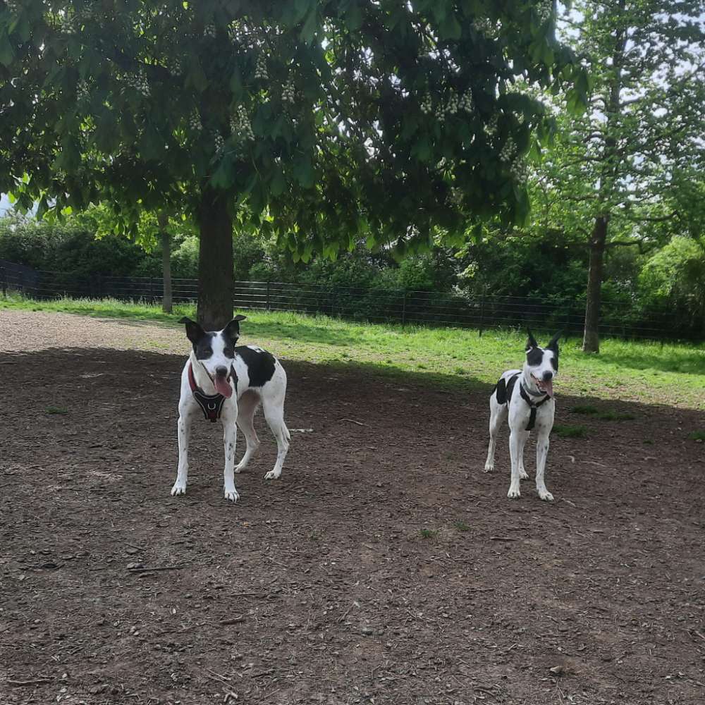 Giftköder-Möglicher Giftköder-Profilbild