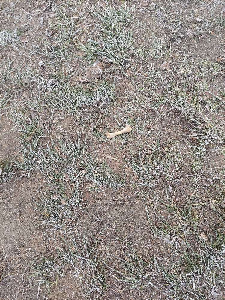 Giftköder-Knochen am Wegrand-Profilbild