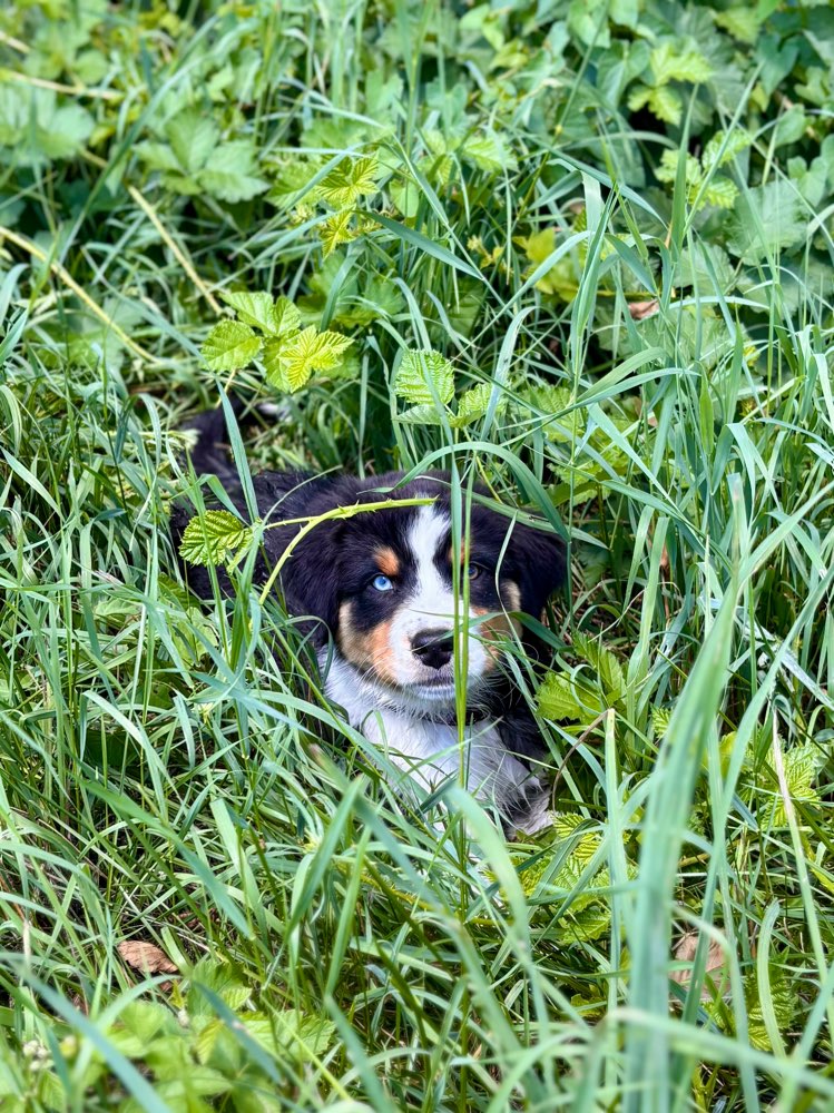 Hundetreffen-Gassi gehen mit Erwachsenen Hund-Profilbild