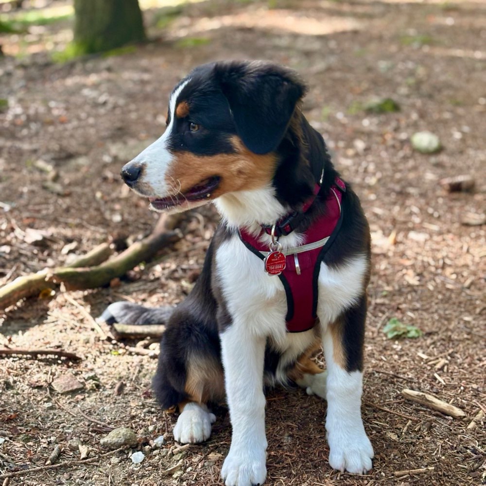 Hundetreffen-Gassi gehen mit Erwachsenen Hund-Profilbild