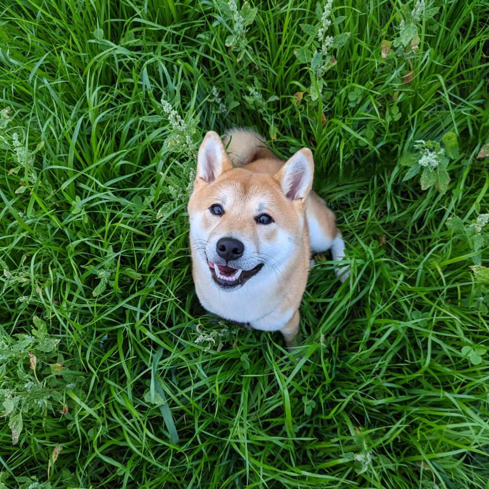 Hundetreffen-Shiba Spiel & Gassi Runde 🍡-Profilbild