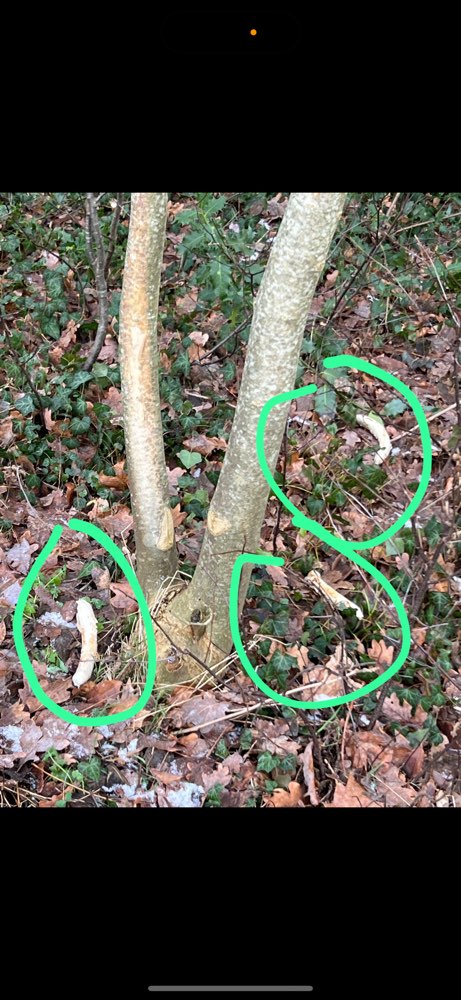 Giftköder-Möglicher Giftköder 3 Bratwürste-Profilbild