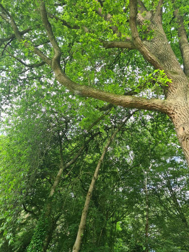 Giftköder-Eichenprozessionsspinner-Profilbild