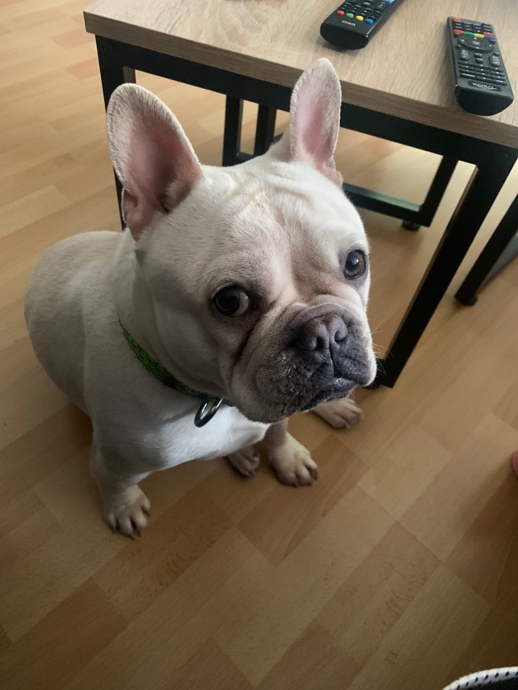 Hundetreffen-Toben und spazieren gehen-Profilbild