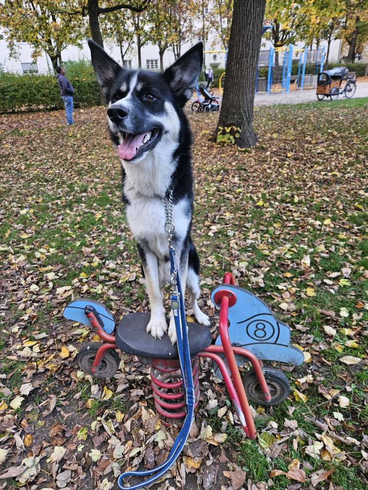 Hundetreffen-Junghund sucht Spiel und trainingspatner-Profilbild