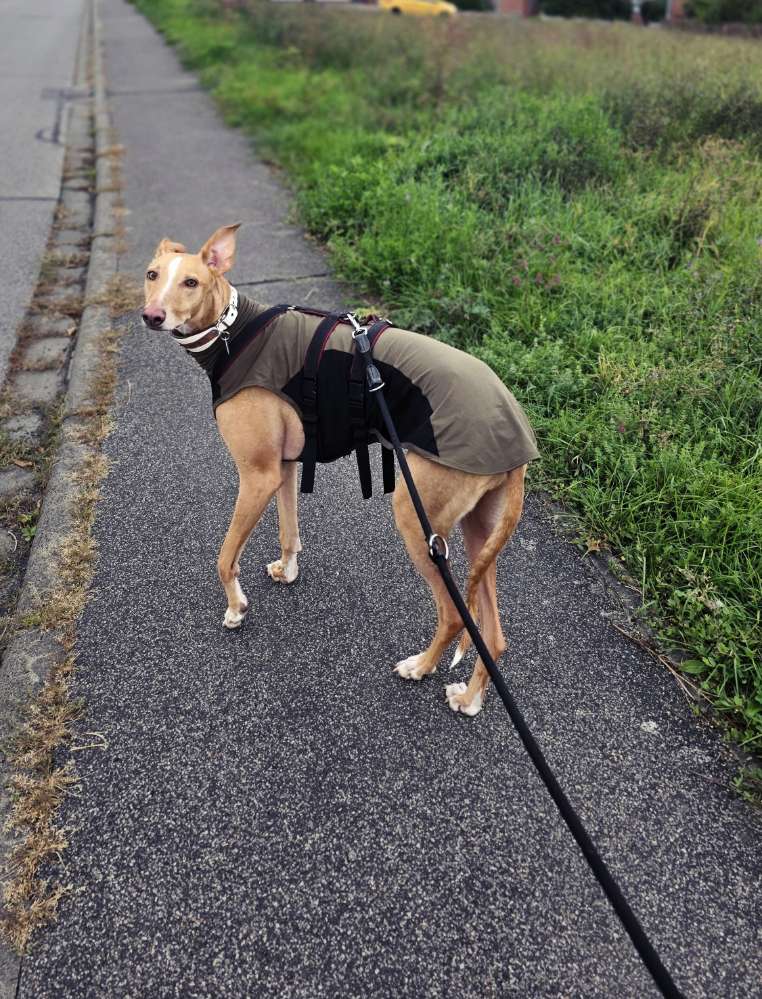 Hundetreffen-Trainingspartner gesucht-Profilbild