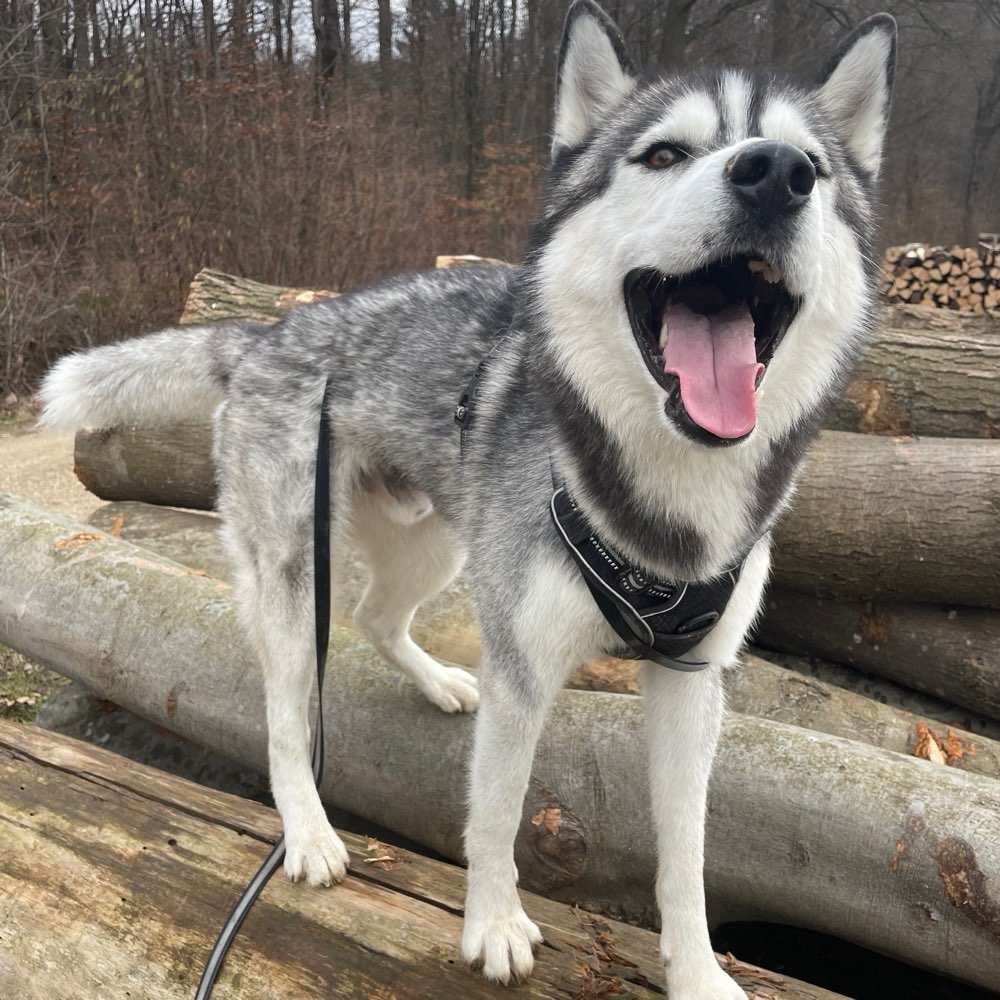 Hundetreffen-Nasenarbeit und Distanzkontrolle-Profilbild