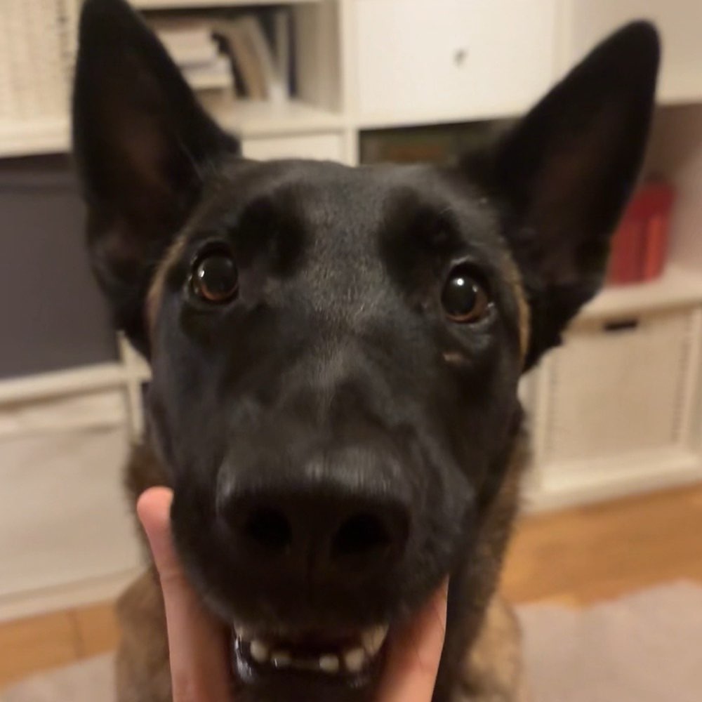 Hundetreffen-Sozial Kontakte schließen😃-Profilbild