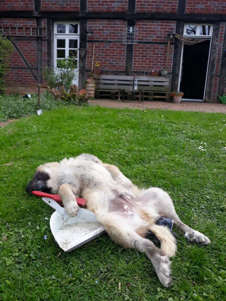 Hundetreffen-Welpentreff/ kleine Spaziergänge-Profilbild