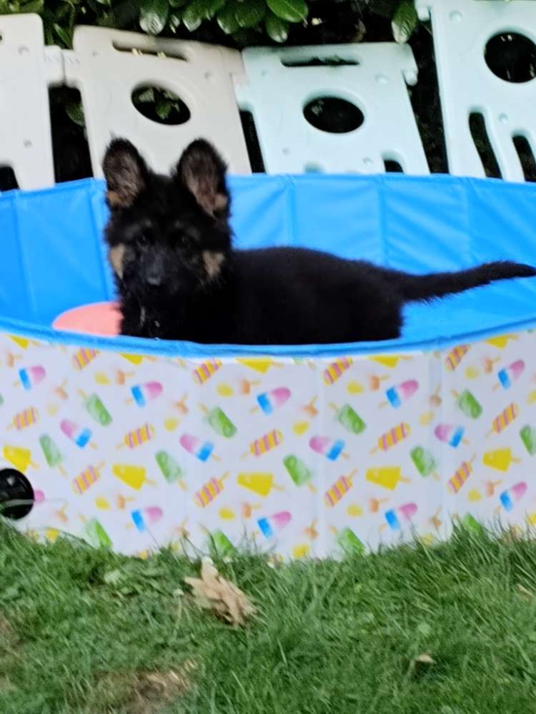 Hundetreffen-Welpentreffen in Remscheid oder Ronsdorf gesucht-Profilbild