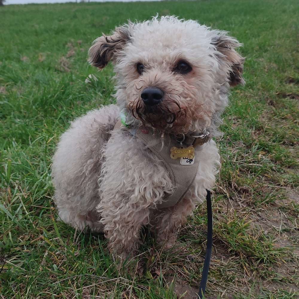 Hundetreffen-Cookie sucht neue Freunde🐶🥰-Profilbild