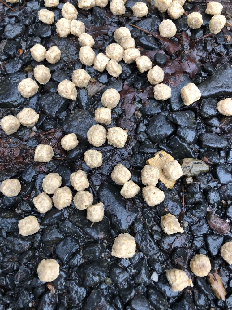 Giftköder-Leckerchen auf Parkplatz-Profilbild