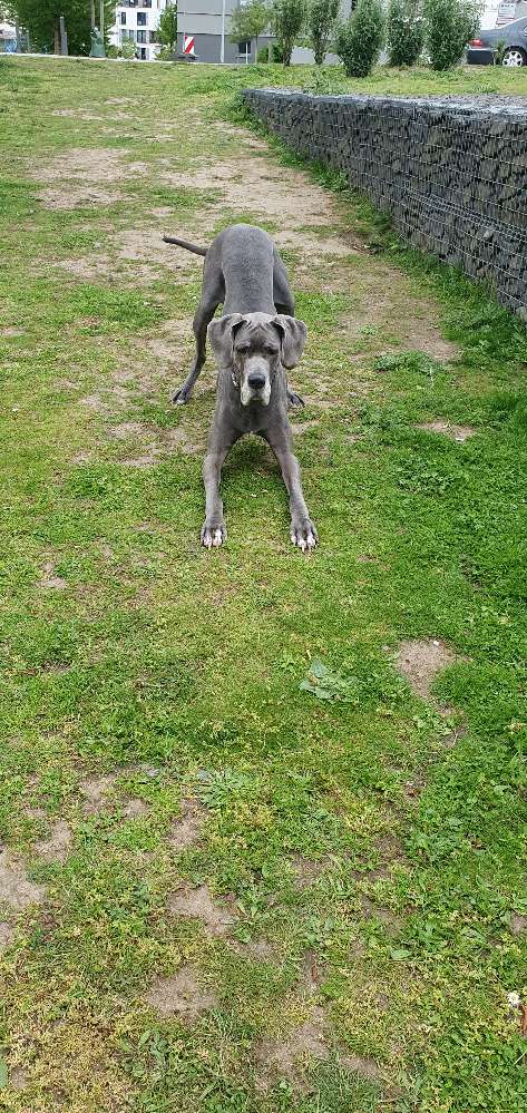 Hundetreffen-Spiel & Laufpartner-Profilbild