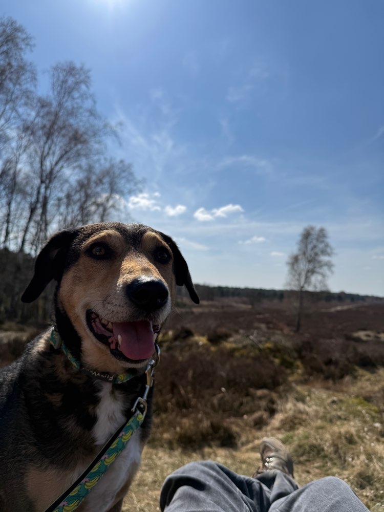 Hundetreffen-Wandern mit Hund-Profilbild
