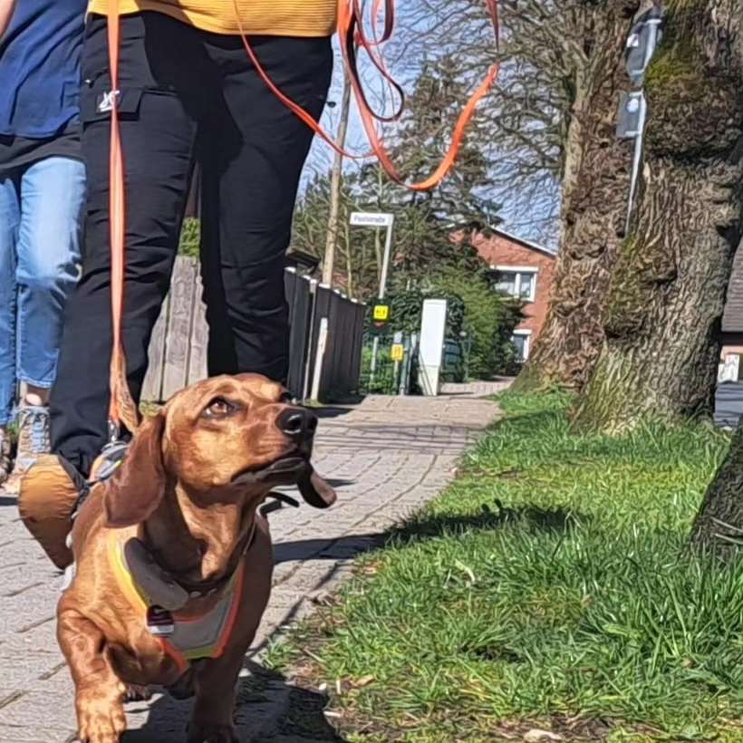 Hundetreffen-Mantrailing Freizeitgruppe-Profilbild