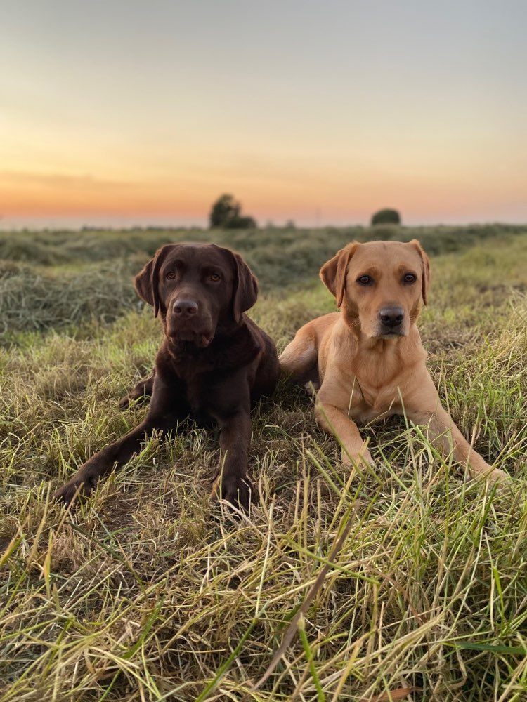 Hundetreffen-Zwei Labbis suchen Spielkameraden gerne auch zum Spazieren-Profilbild