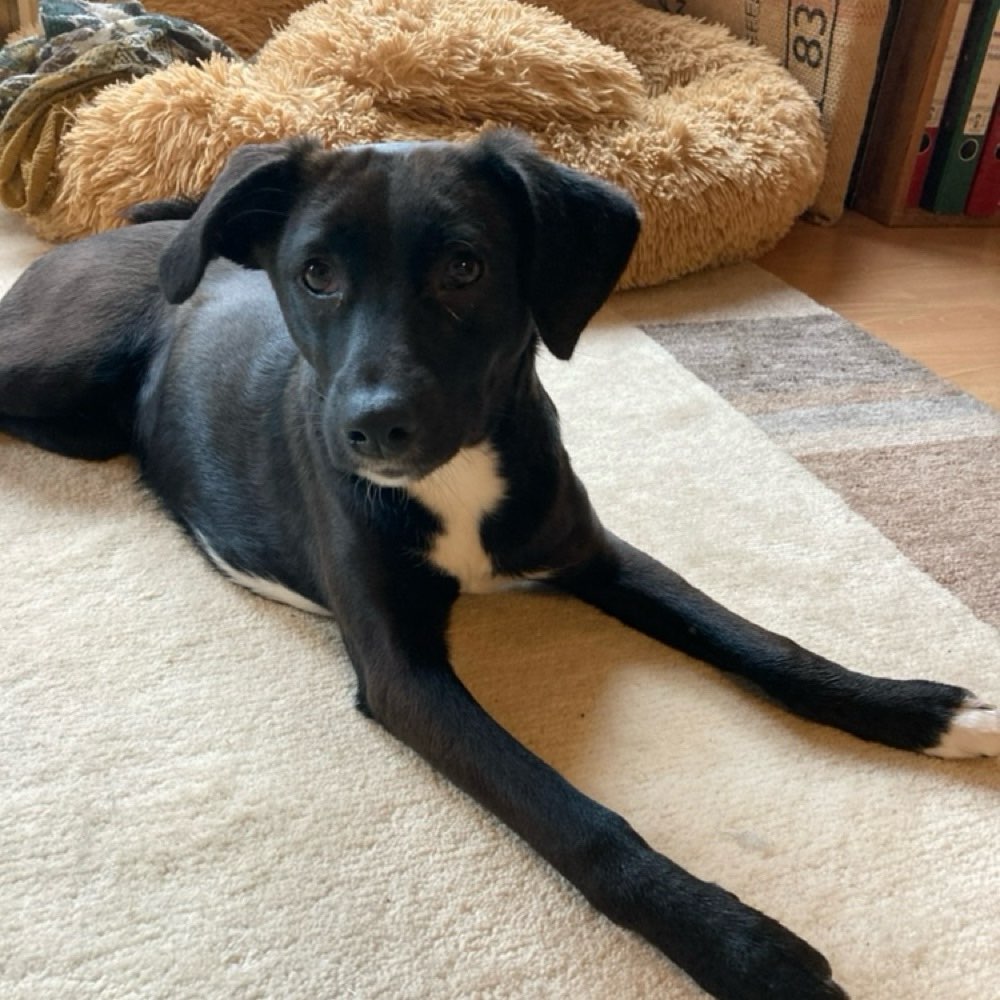 Hundetreffen-Jundhundetreffen-Profilbild