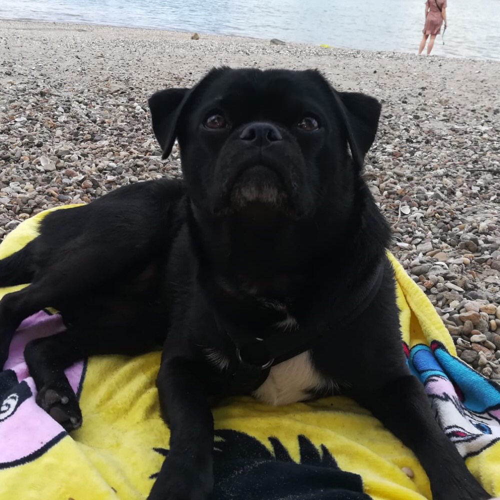 Hundetreffen-Gemeinsame Gassirunden-Profilbild