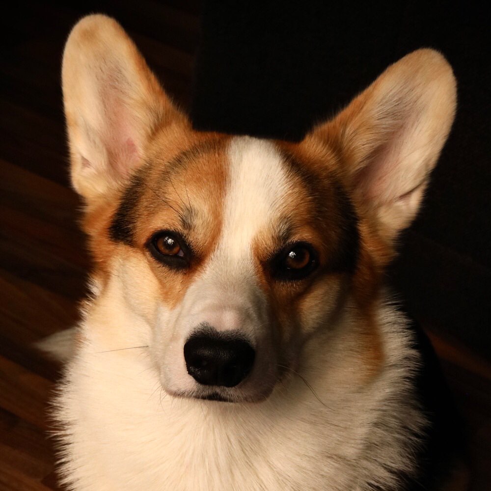 Hundetreffen-Training-Profilbild