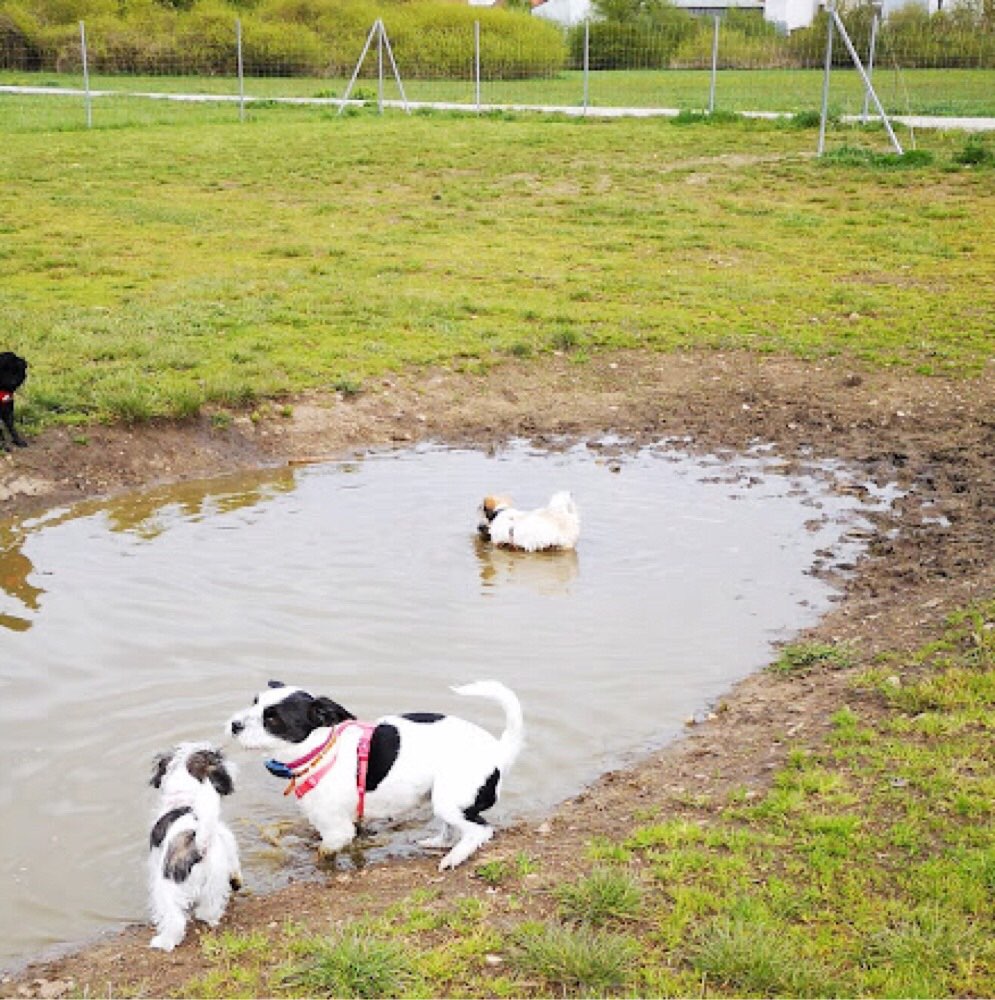 Hundetreffen-Treffen an der eingezäunten Hundwiese in Baiersdorf-Profilbild