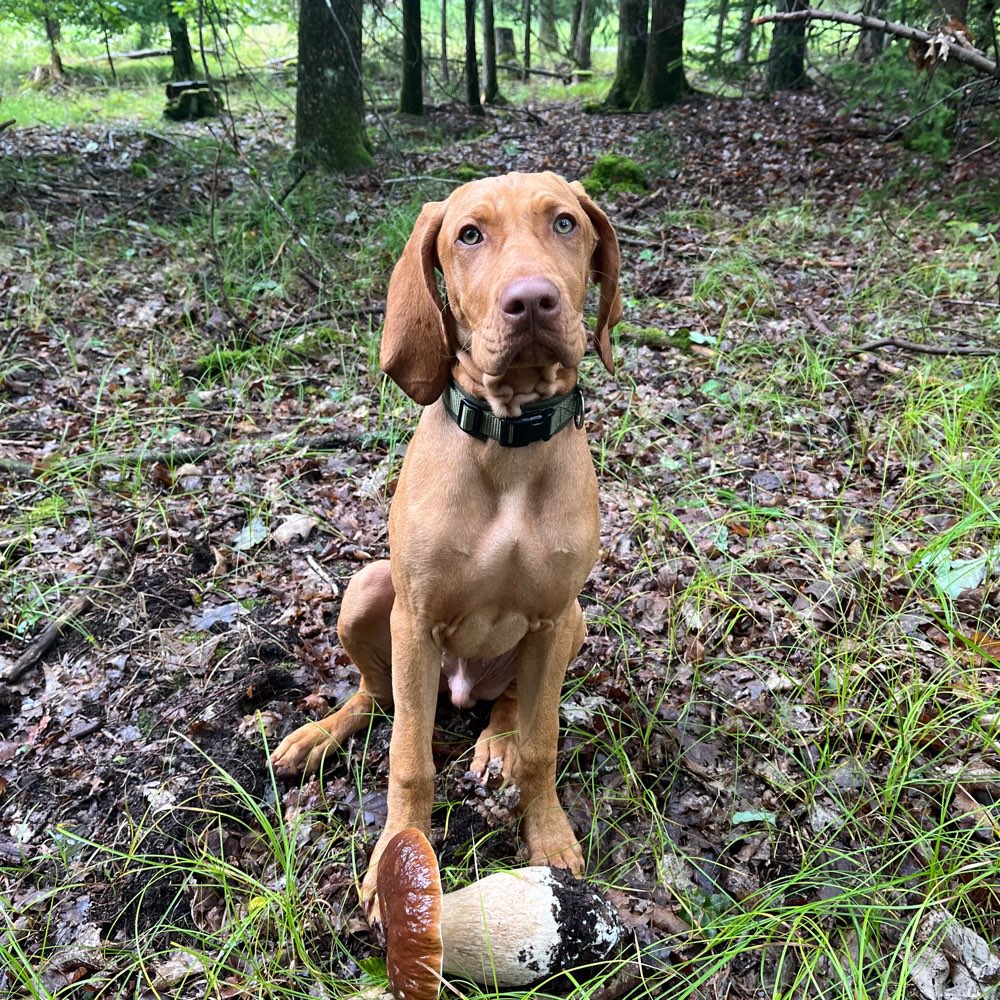 Hundetreffen-Training, Spazieren & Spielen-Profilbild