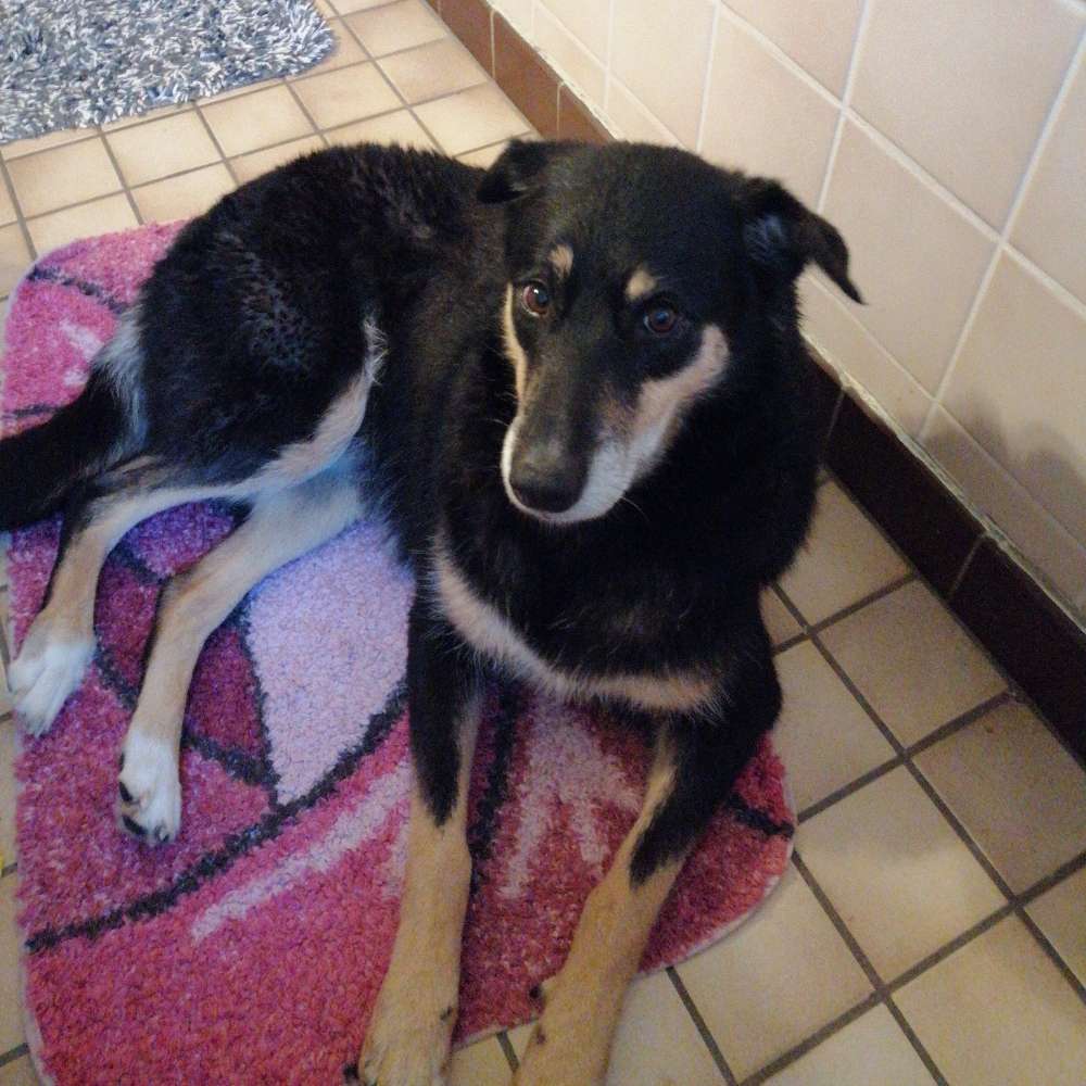 Hundetreffen-Suche ruhigen Hund der mit meinem Problem Hund Gassi geht.-Profilbild