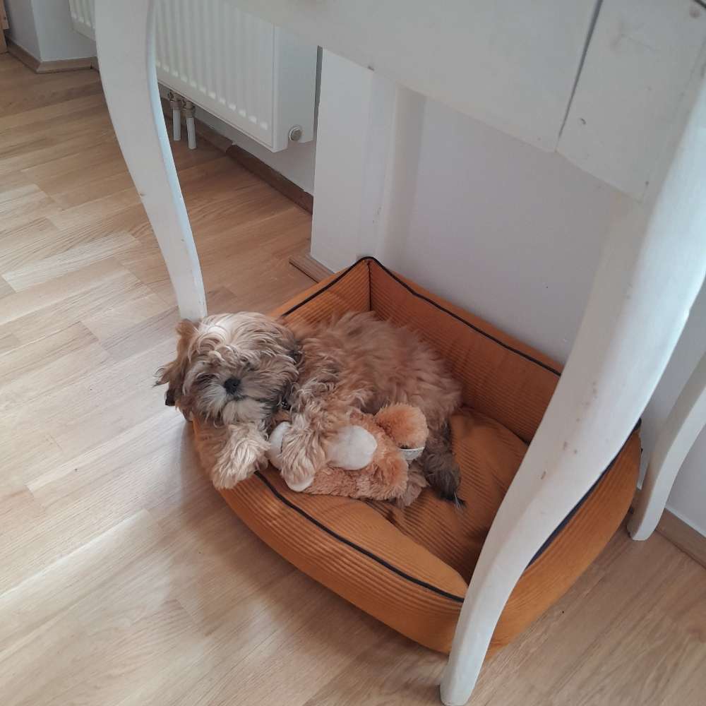 Hundetreffen-Junghund Spieltreffen: 14,15, 16, 17 Wien-Profilbild