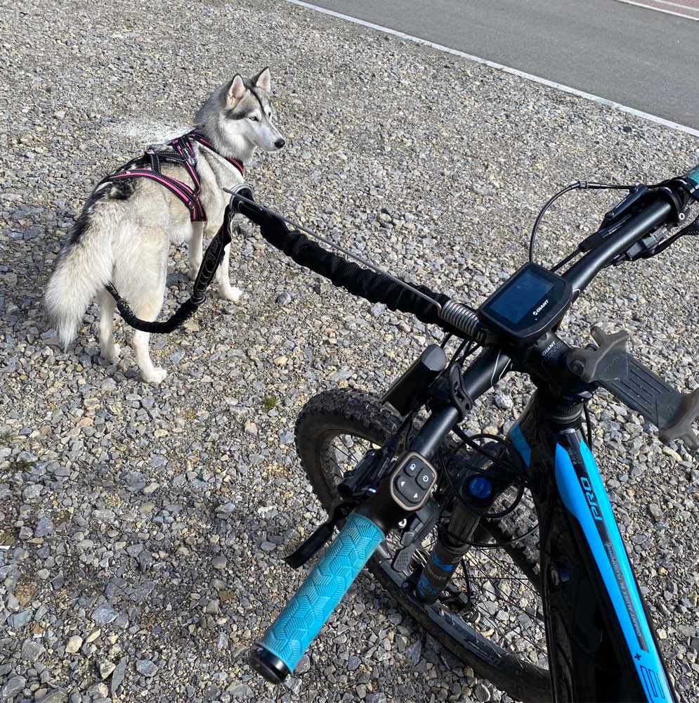 Hundetreffen-Bikejöring oder Canicross-Profilbild