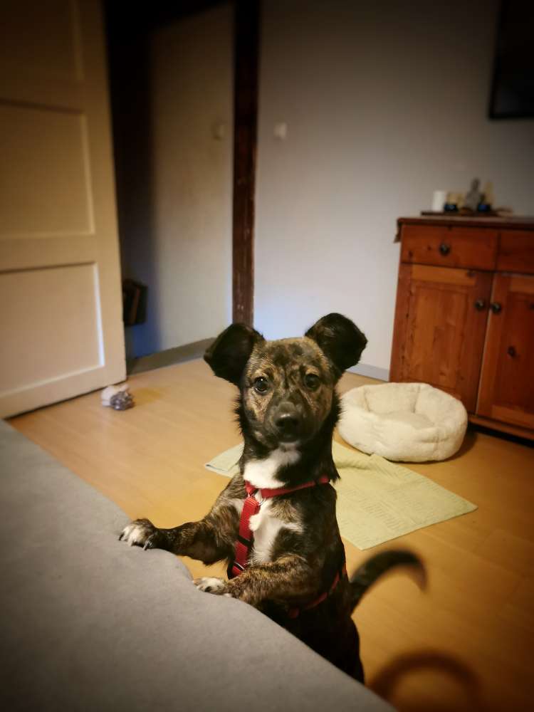 Hundetreffen-Gemeinsames Spazieren gehen in 21337-Profilbild