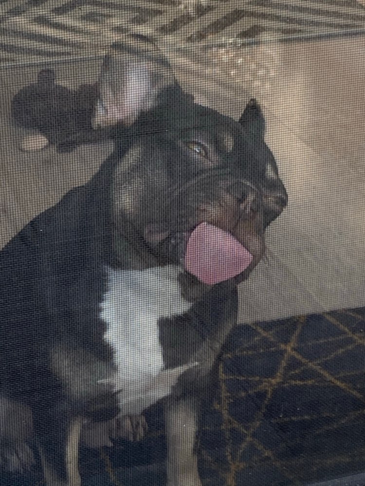 Hundetreffen-Gassirunde-Profilbild