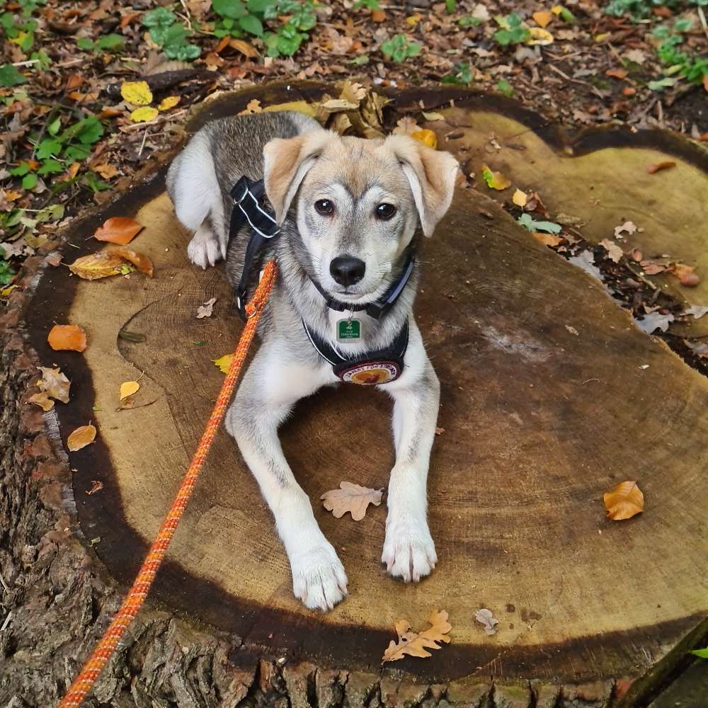 Hundetreffen-Souveräner Spiel- und Gassifreund gesucht-Profilbild