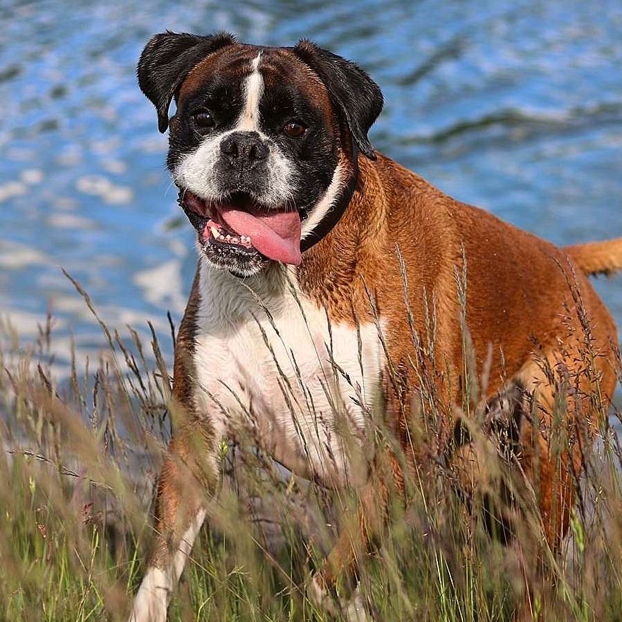 Hundetreffen-Gassifreunde gesucht:)-Profilbild