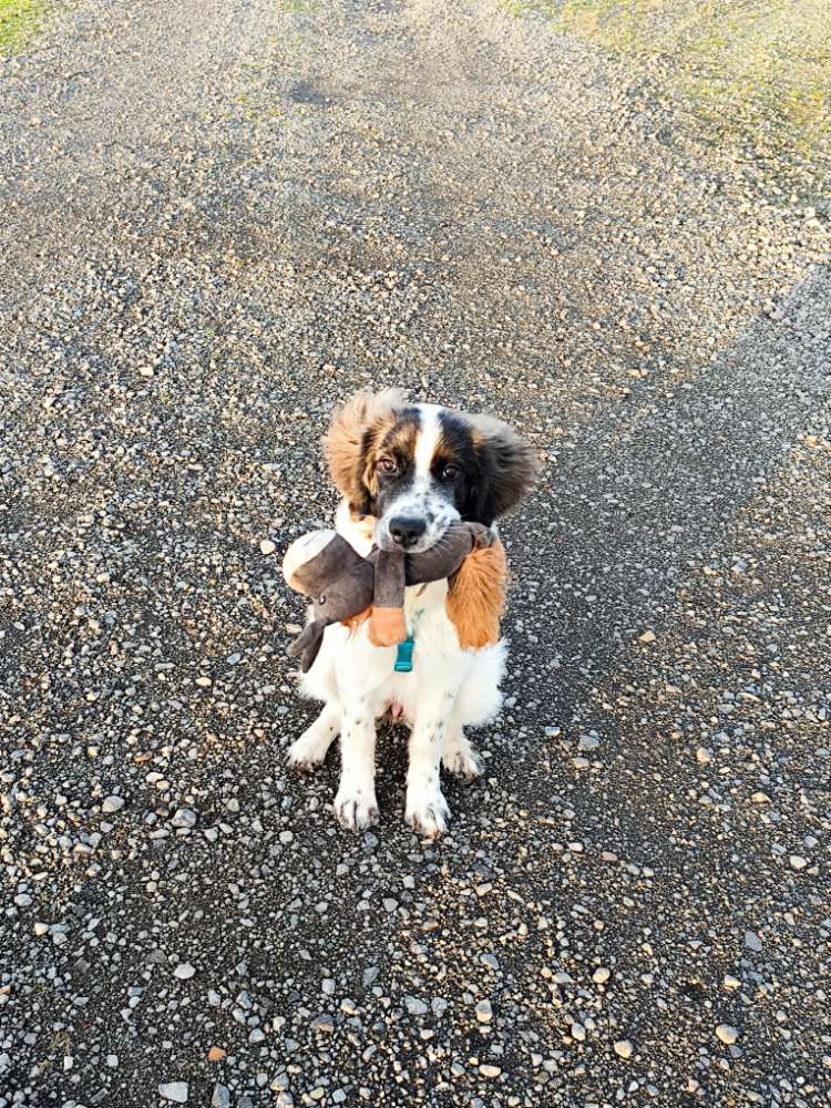 Hundetreffen-Wir suchen Kontakt zu anderen Hunden 🐕-Profilbild