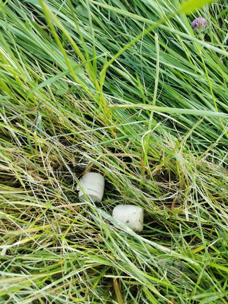 Giftköder-Ausgelegtes Fleisch-Profilbild