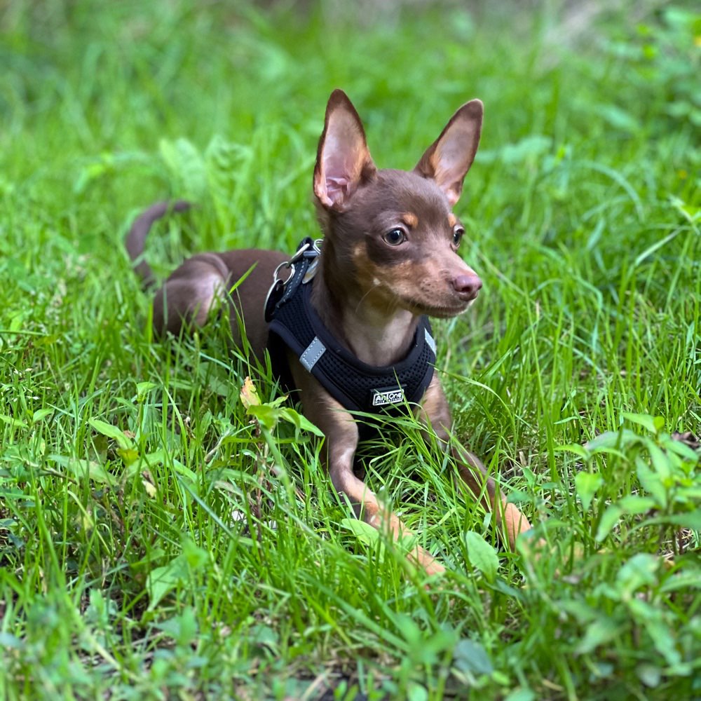 Hundetreffen-Welpen|Junghund - Treff-Profilbild