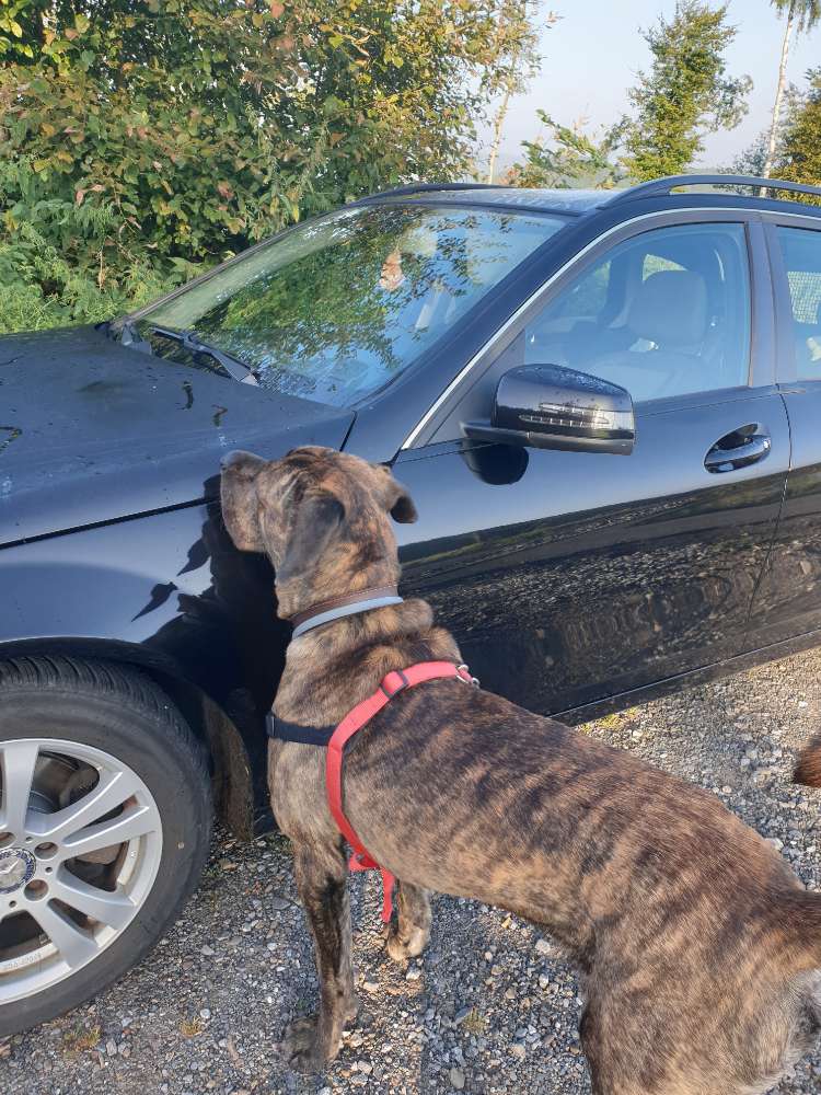 Hundetreffen-Gassirunden-Profilbild