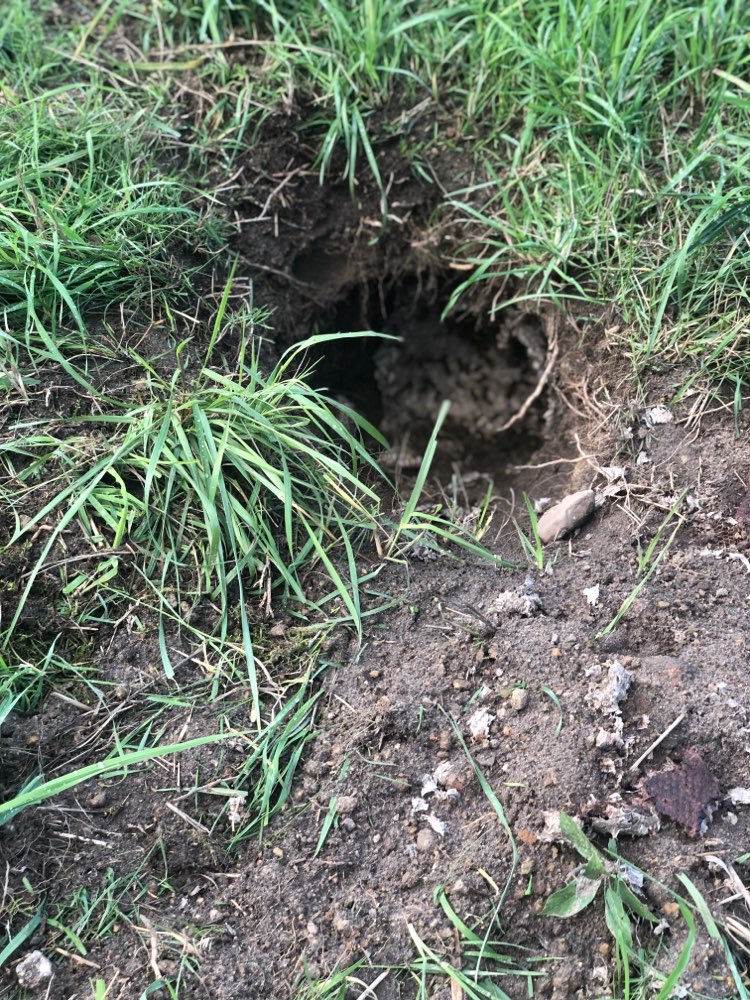 Giftköder-Erdwespennest-Profilbild