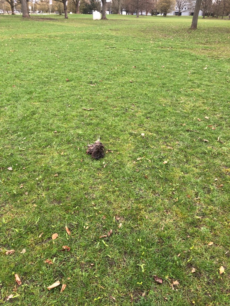 Giftköder-Kadaver-Profilbild