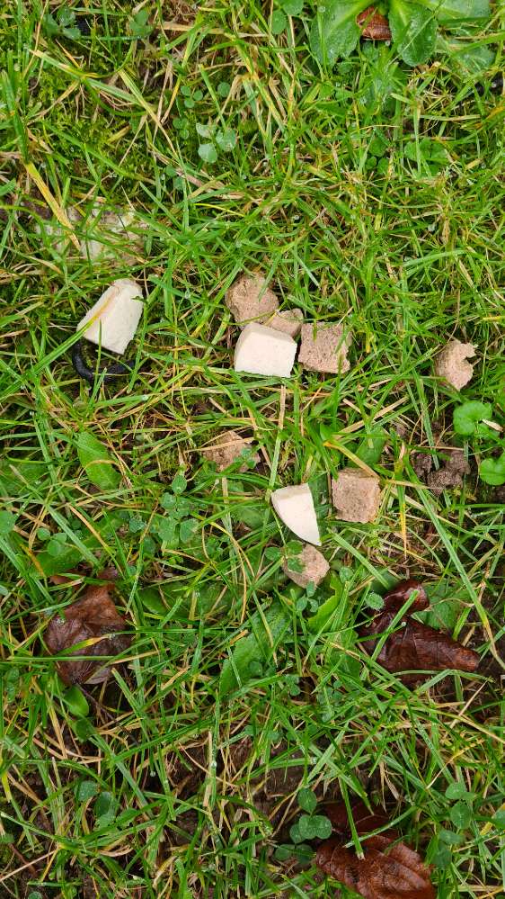 Giftköder-Leckerlies und Käsestückchen(?)-Profilbild