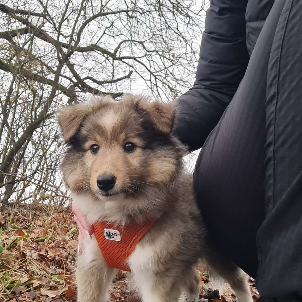 Hundetreffen-Sheltie Treffen Saarland und umgebung-Profilbild