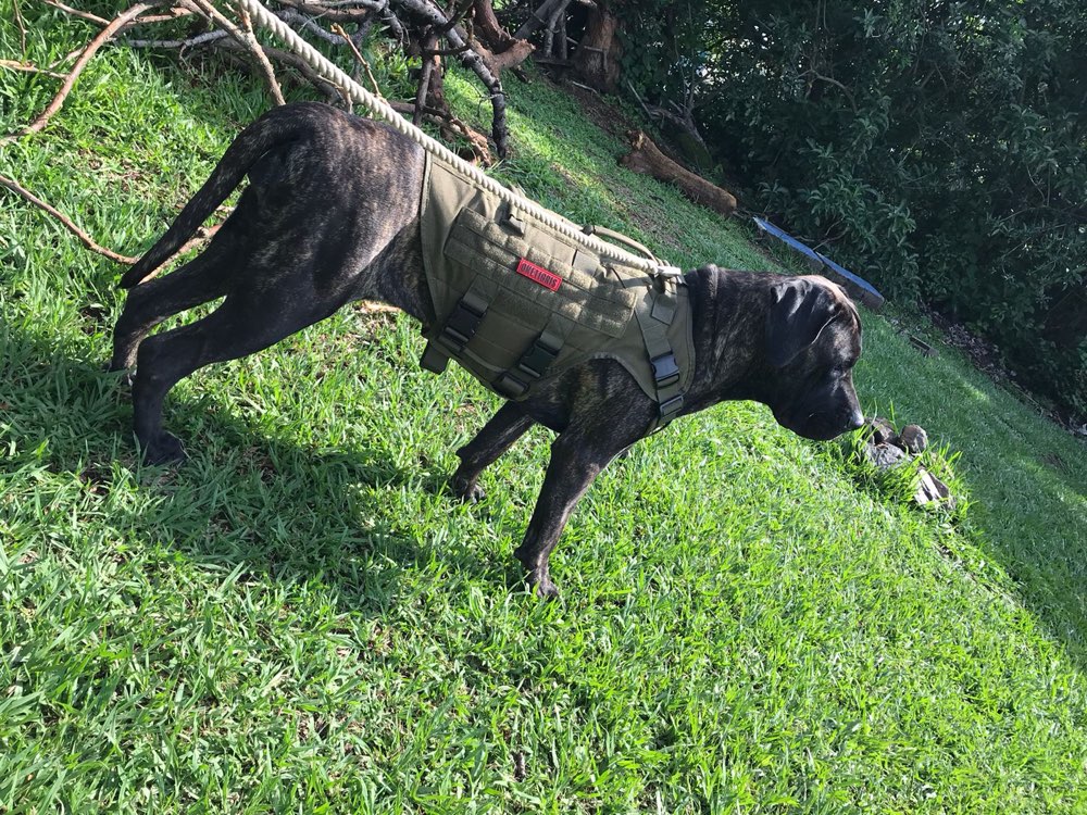 Hundetreffen-Thalia sucht große Spielfreunde in Wesel, Voerde oder Dinslaken-Profilbild