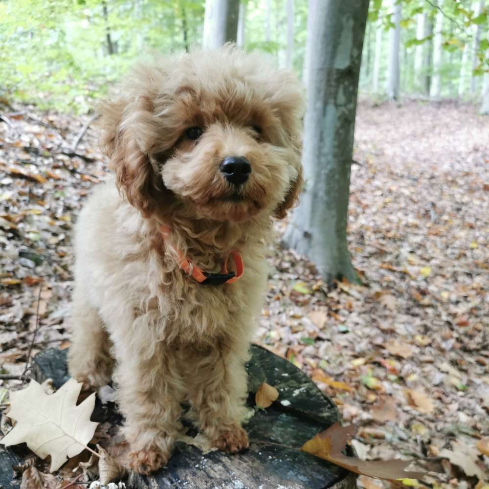 Hundetreffen-Welpentreffen-Profilbild