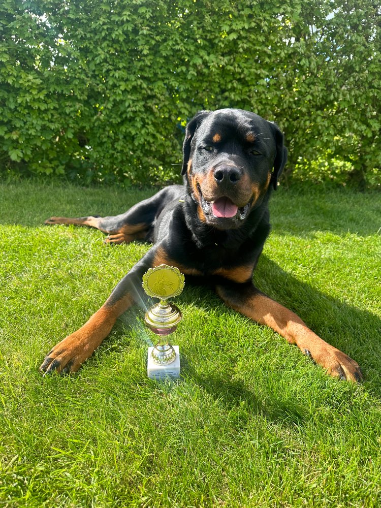 Hundetreffen-SG OG Wismar Umland-Profilbild